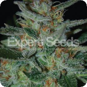 Blue Cheese Feminised Seeds jpg