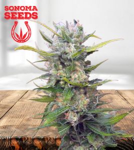 CB Diesel CBD Feminized Marijuana Seeds