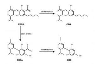 Can Cannabinoids Block Entry of SARS-CoV-2 and Emerging Variants?