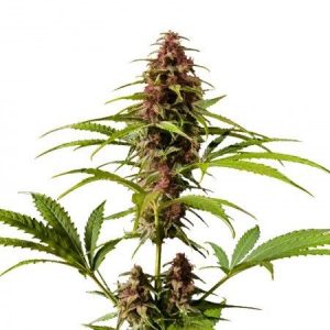 DJ Short Blueberry Feminized Marijuana Seeds