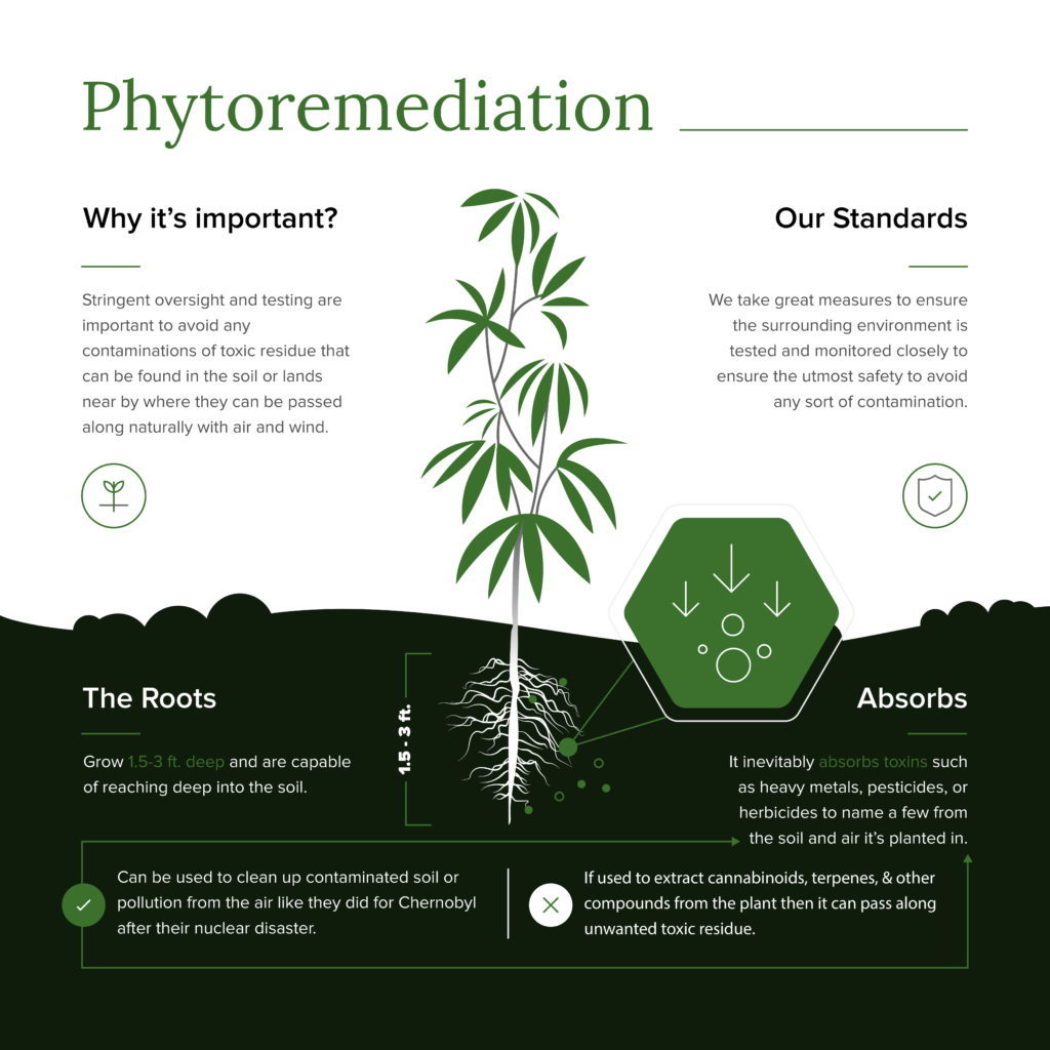 Seed to Shelf: The Colorado Botanicals Hemp Production Process