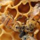 Is Weed Bee Friendly?