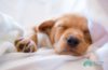 Giving CBD for puppies to sleep