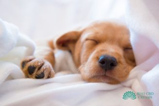 Giving CBD for puppies to sleep