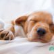 Giving CBD for puppies to sleep