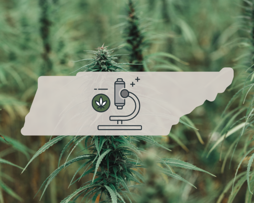 Tennessee hemp farmers forced to destroy crops after change to federal THC testing rules