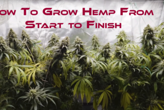 How To Grow Hemp From Start to Finish