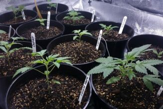 What states legalizing cannabis can learn from the struggles of growers in Canberra