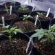 What states legalizing cannabis can learn from the struggles of growers in Canberra