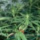 Miami Finally Gives OK to Medical Cannabis Dispensaries