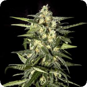 Jack Herer Auto Greenhouse 0