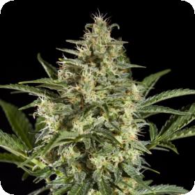 Sleepy Yoda Auto Feminised Seeds Philosopher Seeds 0