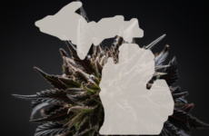 Michigan regulators shift stance on hemp-derived THC