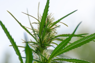 London Mayor Announces Plan To Study Cannabis Legalization
