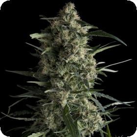 galaxy cbd feminised seeds pyramid seeds 0