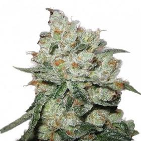 og kush feminised seeds phoenix seeds 0 2