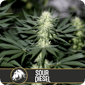 sour diesel feminised seeds blimburn seeds 0