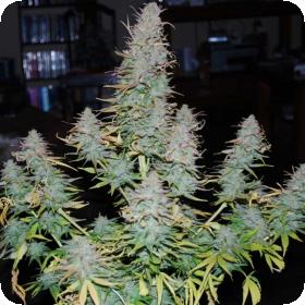 strong stuff feminised seeds phoenix seeds 0