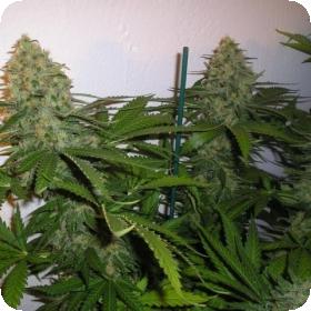 sweet seeds green poison feminised seeds 0 1