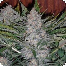 sweet seeds green poison auto feminised seeds 0