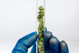 Mississippi marijuana lab sounds alarm on THC, pesticides