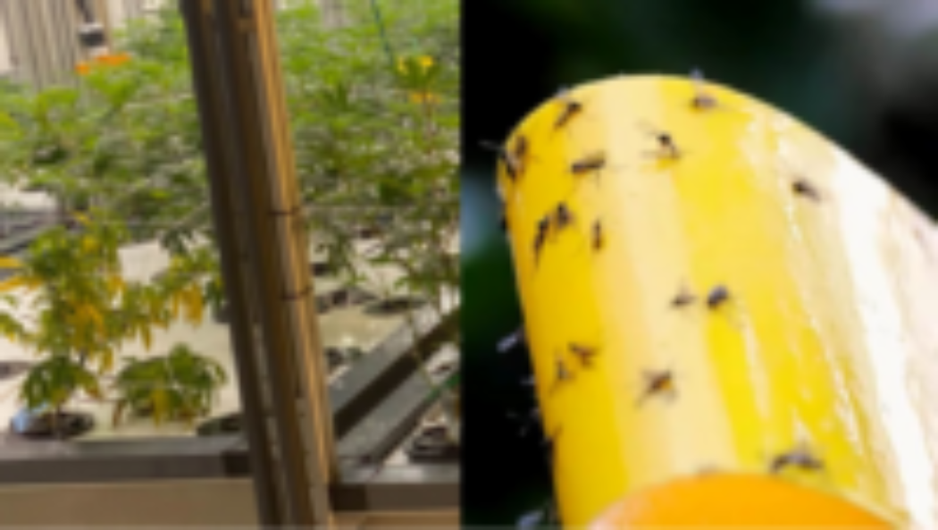 Building An Integrated Pest Management Plan – Part 4