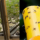 Building An Integrated Pest Management Plan – Part 4
