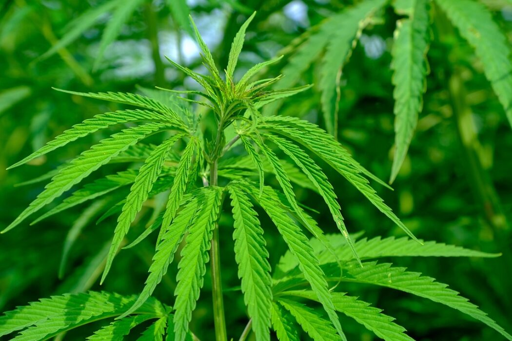 Mississippi Retailers Caught Selling Weed Disguised as Hemp Products