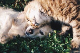 The Slow Struggle Toward Therapeutic Cannabis Use for Pets
