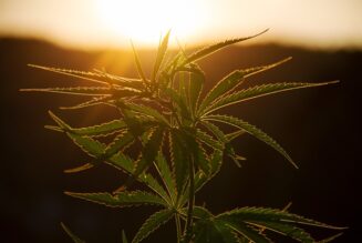 New York Cannabis Regulators Reach Settlement in Lawsuit Blocking Dispensary Openings