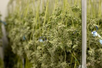 Marijuana MSOs focusing on wholesale growth in 2024