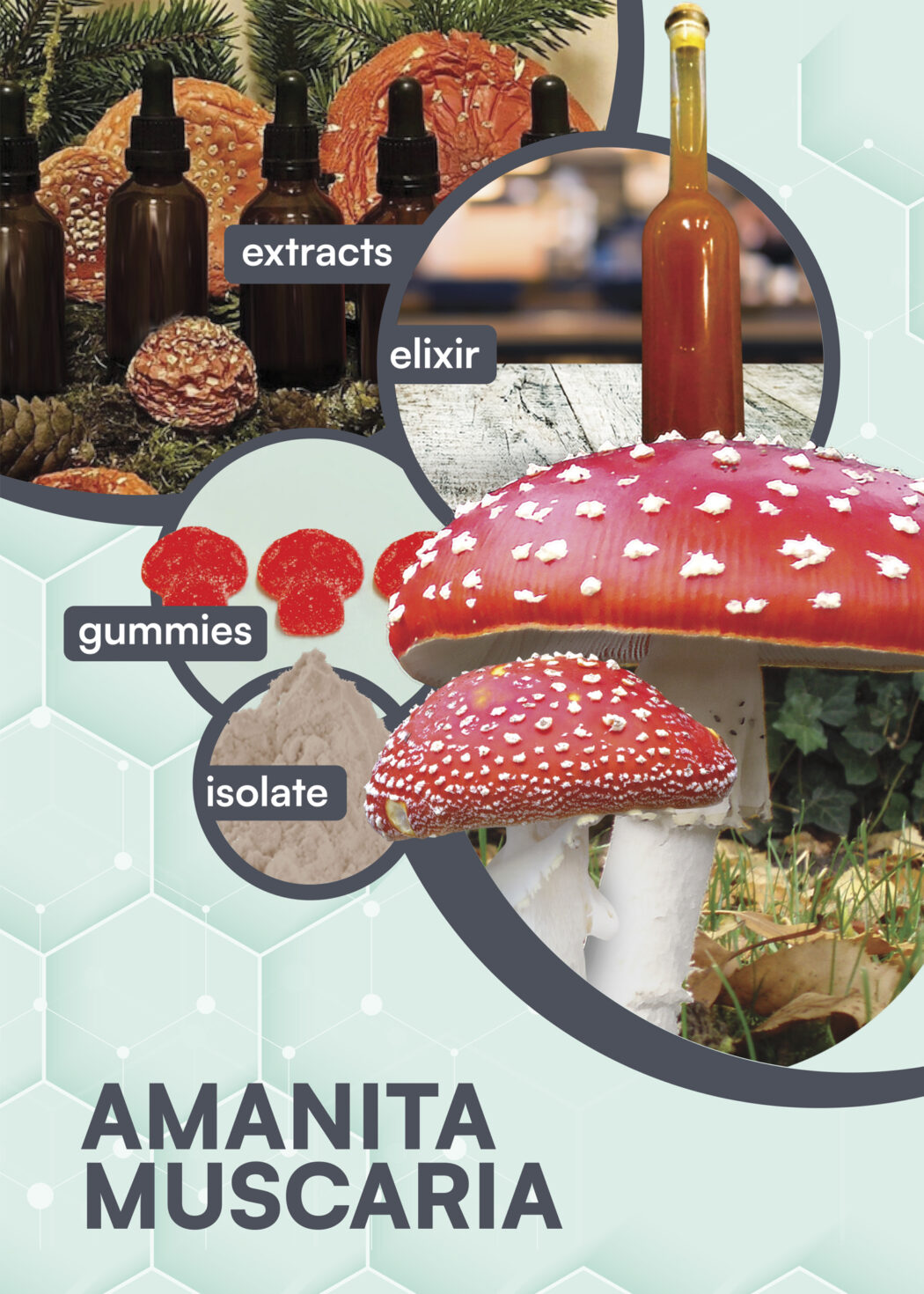 Can Brands Create Compliant Amanita Mushroom Products?