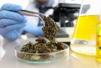 70% of medical marijuana products in Mississippi on ‘hold’ for retesting