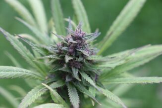 New Mexico Regulators Revoke Licenses for Two Cannabis Farms