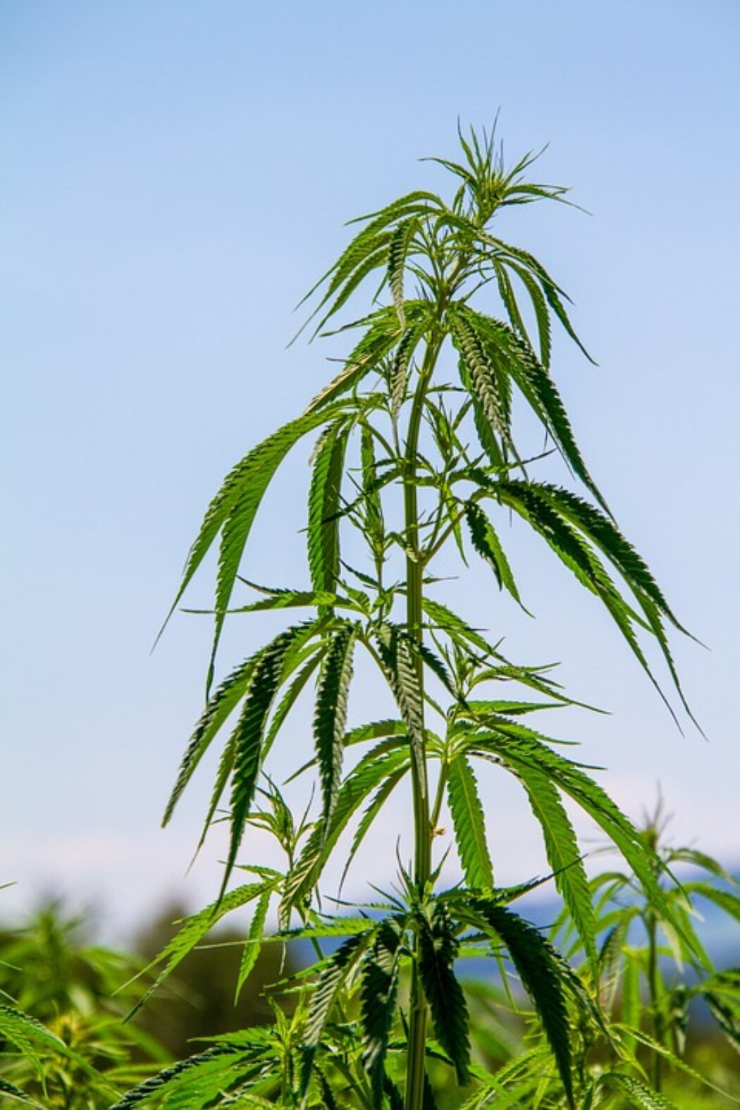 ‘No hay Plata’: ¿Cómo Administrar tu Cannabis en Tiempos de Crisis?
