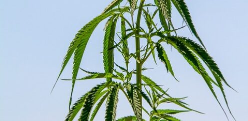 ‘No hay Plata’: ¿Cómo Administrar tu Cannabis en Tiempos de Crisis?