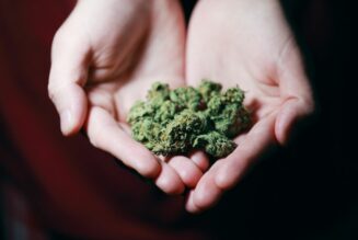 Painful Kidney Stones Less Likely For Cannabis Users