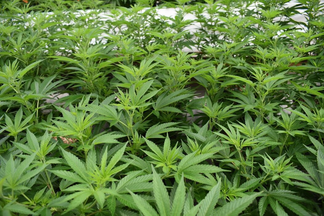 Jamaica Company Exports THC to U.S. for Analytic Testing