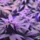 Ohio Legislators Still Working To Implement Changes to Adult-Use Cannabis Law