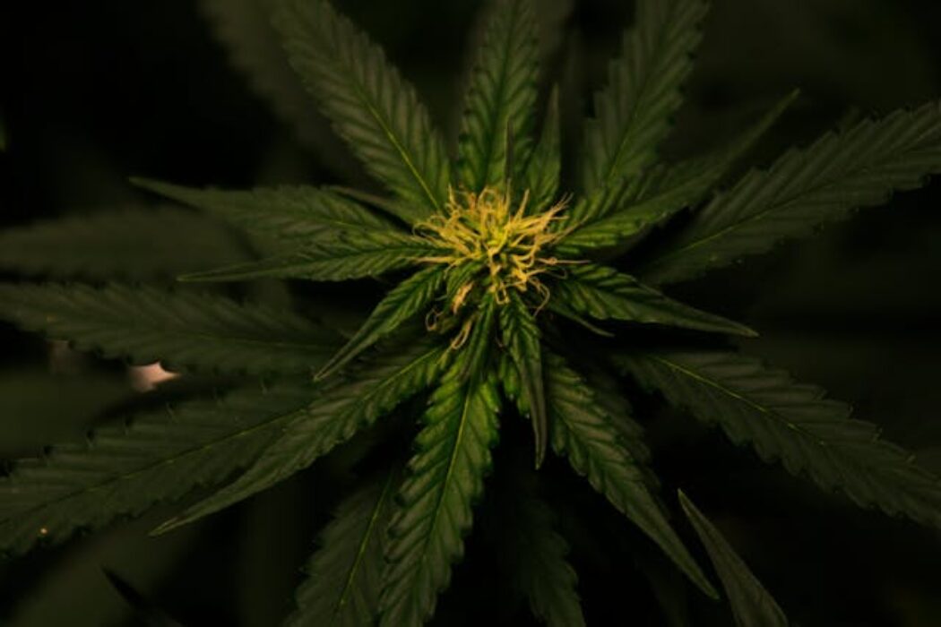 Spain Opens Door to Medical Cannabis: Public Input Welcome