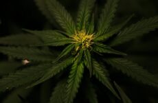 Spain Opens Door to Medical Cannabis: Public Input Welcome