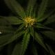 Spain Opens Door to Medical Cannabis: Public Input Welcome