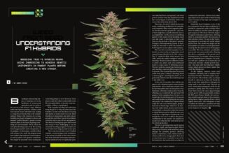 Weed From Seed: Understanding F1 Hybrids