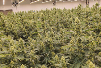 Better by Design: Maximizing Your Cultivation Facility With Smart Planning