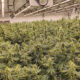 Better by Design: Maximizing Your Cultivation Facility With Smart Planning