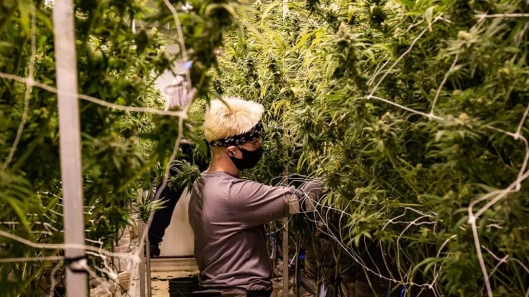 How R&D cannabis lines help cultivators conduct market research