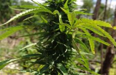 The Latest Sustainable Technologies in Cannabis Cultivation