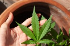 Humboldt County Voters Reject Weed Cultivation Regulation Initiative