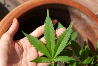 Humboldt County Voters Reject Weed Cultivation Regulation Initiative