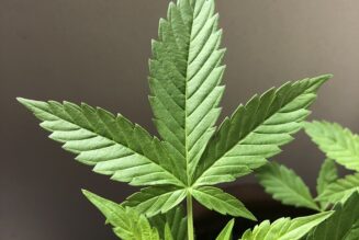 Judge Orders Alabama Medical Marijuana Regulators To Testify In Licensing Lawsuit